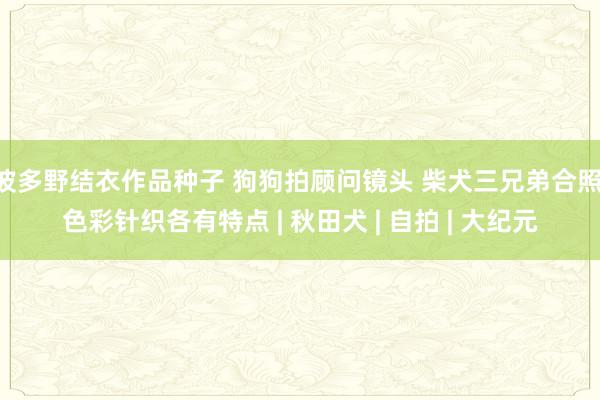 波多野结衣作品种子 狗狗拍顾问镜头 柴犬三兄弟合照 色彩针织各有特点 | 秋田犬 | 自拍 | 大纪元